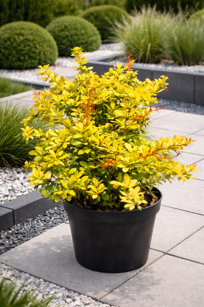 Berberis x media  Dual Jewel солітер у контейнері